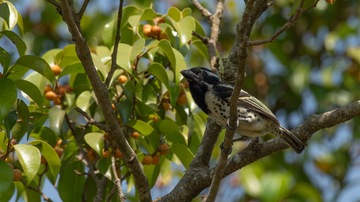Spot-flanked Barbet - ML656635789