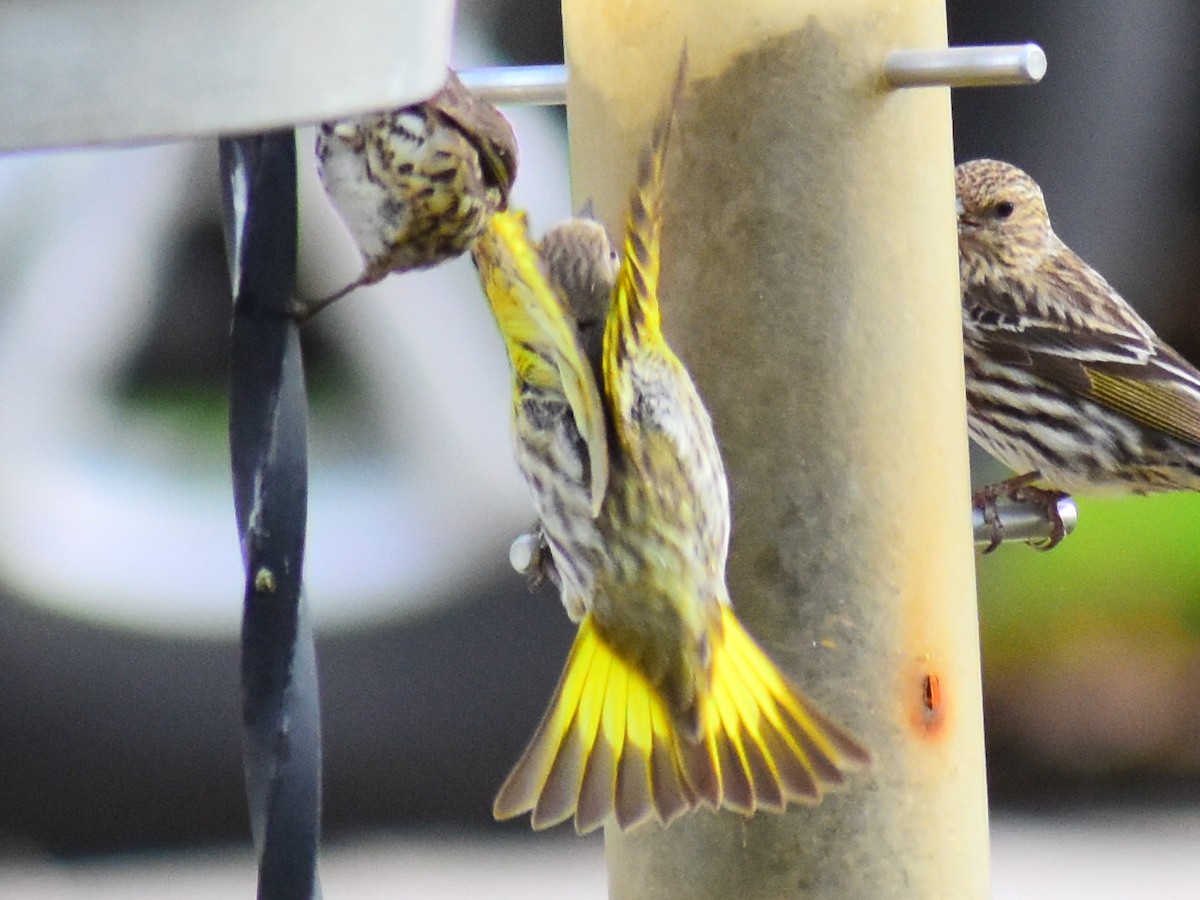 Pine Siskin (green morph) - ML656635814