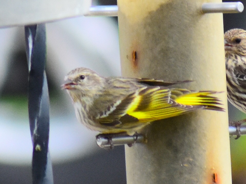 Pine Siskin (green morph) - ML656635823