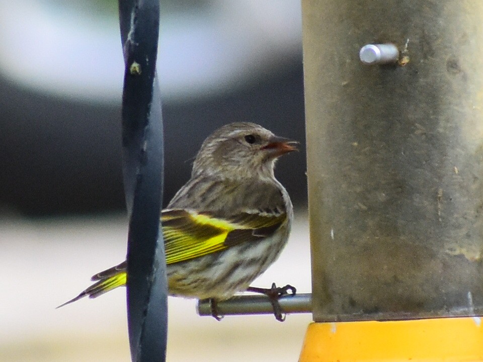 Pine Siskin (green morph) - ML656635828