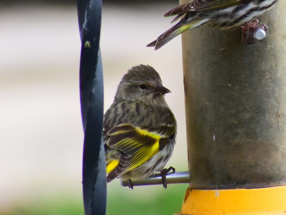 Pine Siskin (green morph) - ML656635832