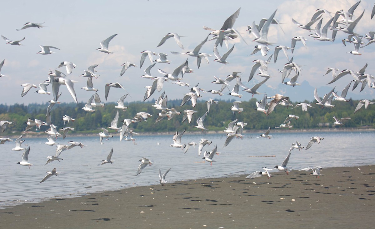 Bonaparte's Gull - ML656636530