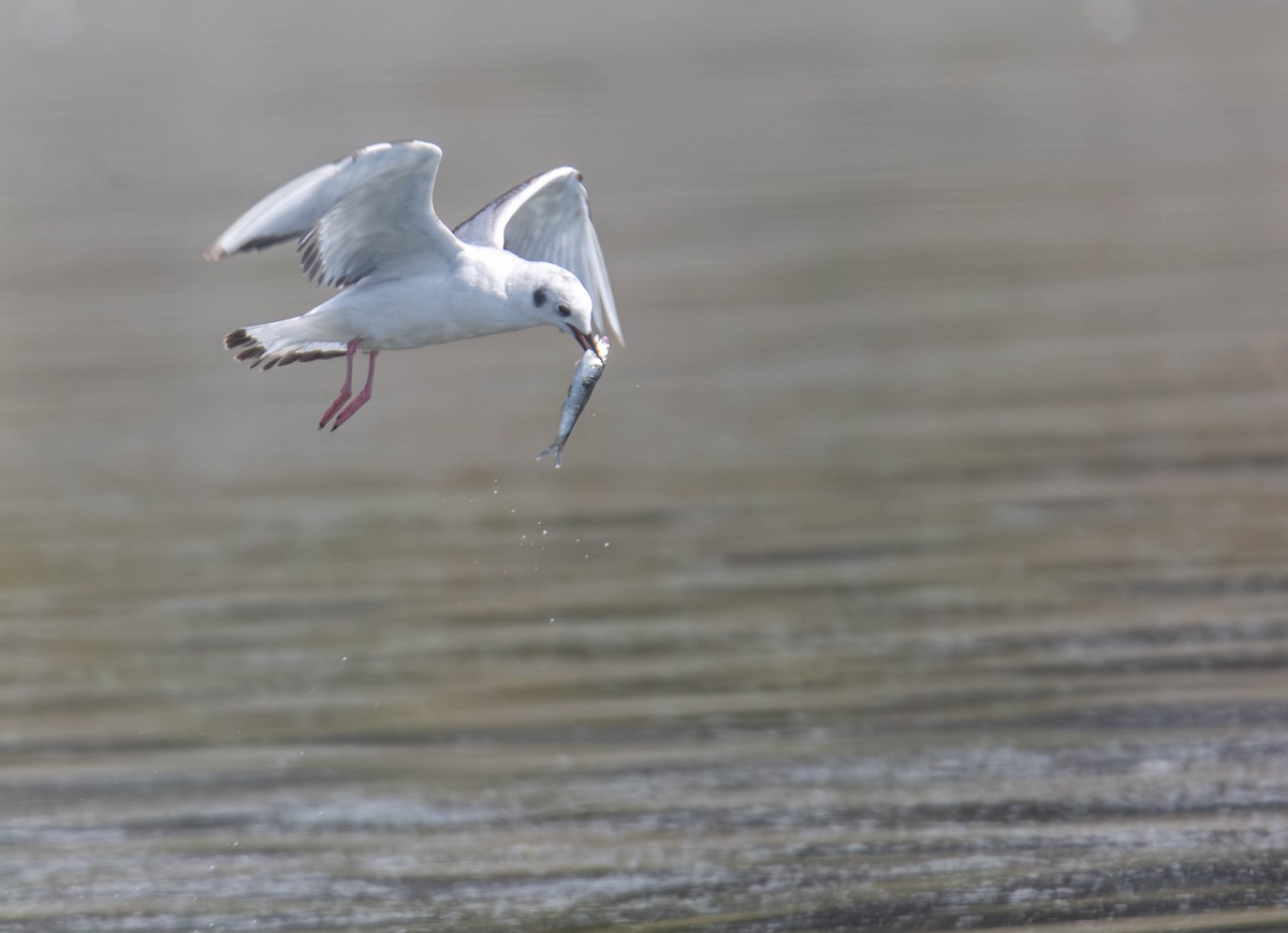 Bonaparte's Gull - ML656636531