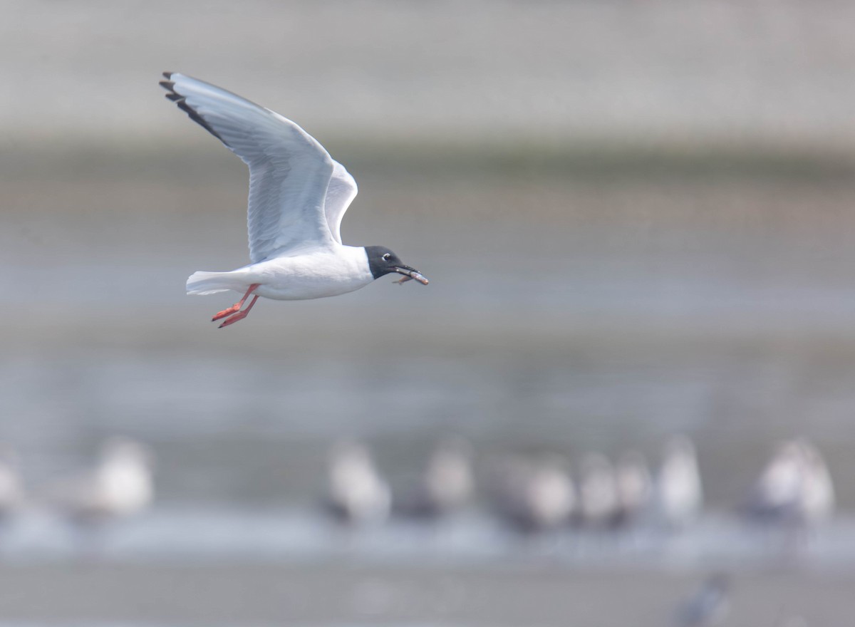 Bonaparte's Gull - ML656636533
