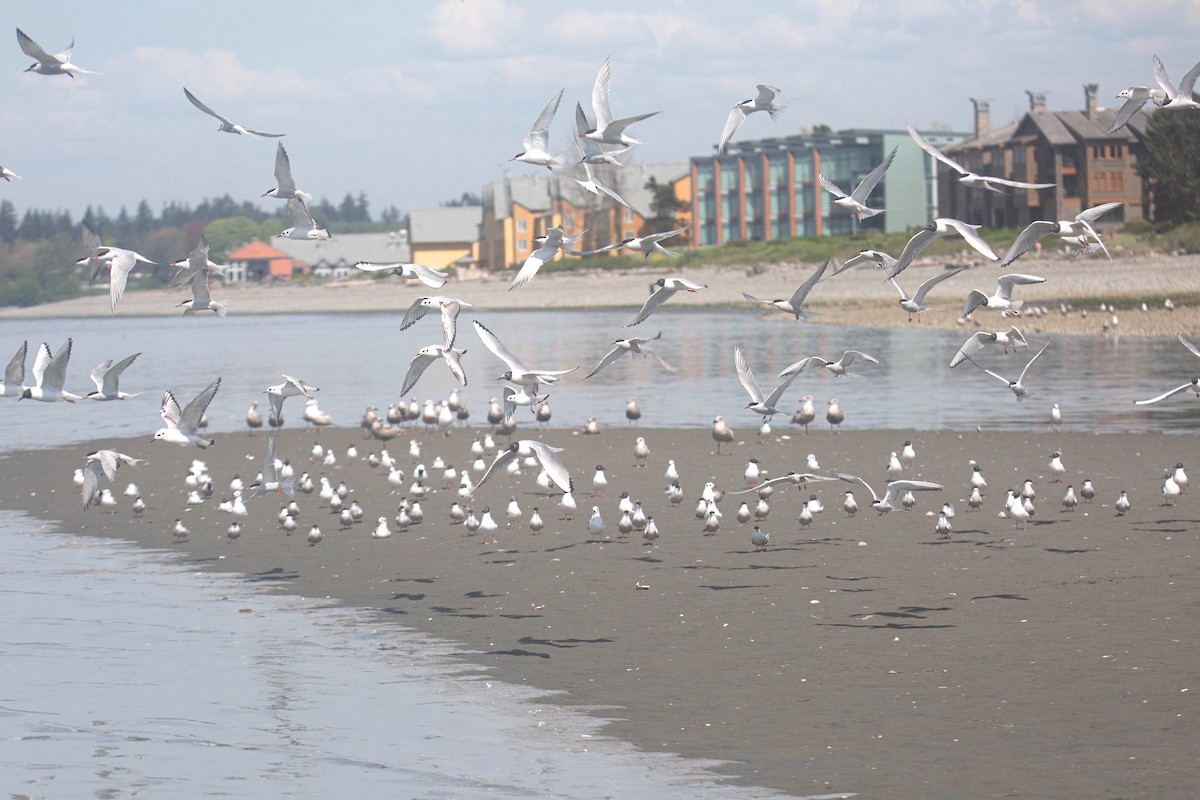 Bonaparte's Gull - ML656636534