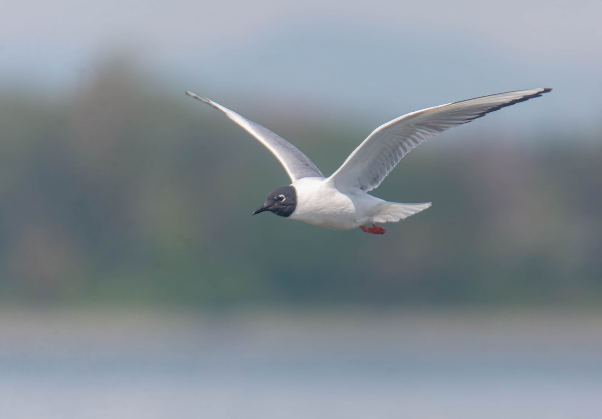 Bonaparte's Gull - ML656636535