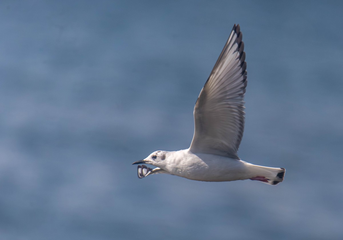Bonaparte's Gull - ML656636536