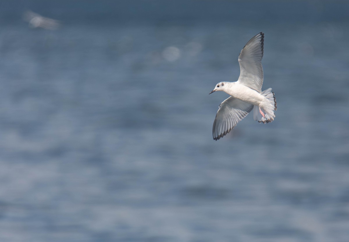 Bonaparte's Gull - ML656636537
