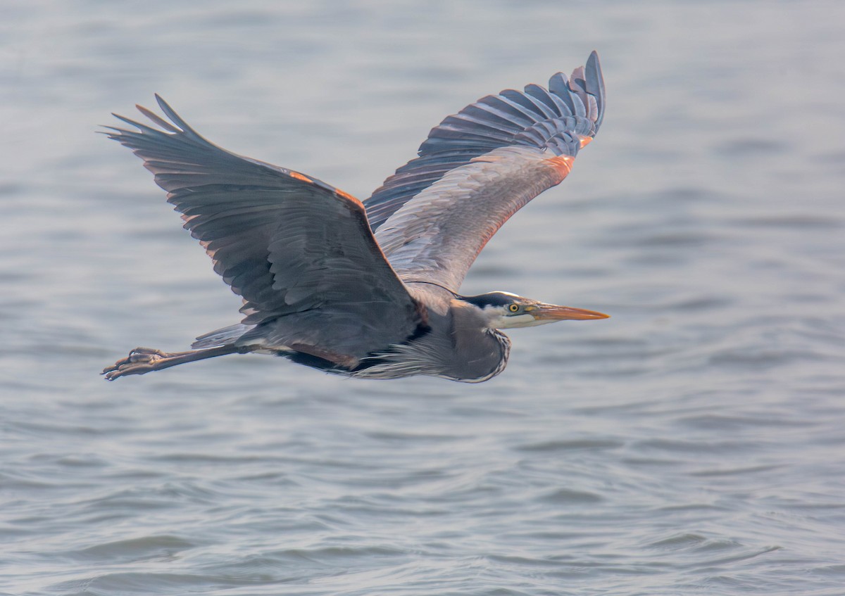 Great Blue Heron - ML656636549