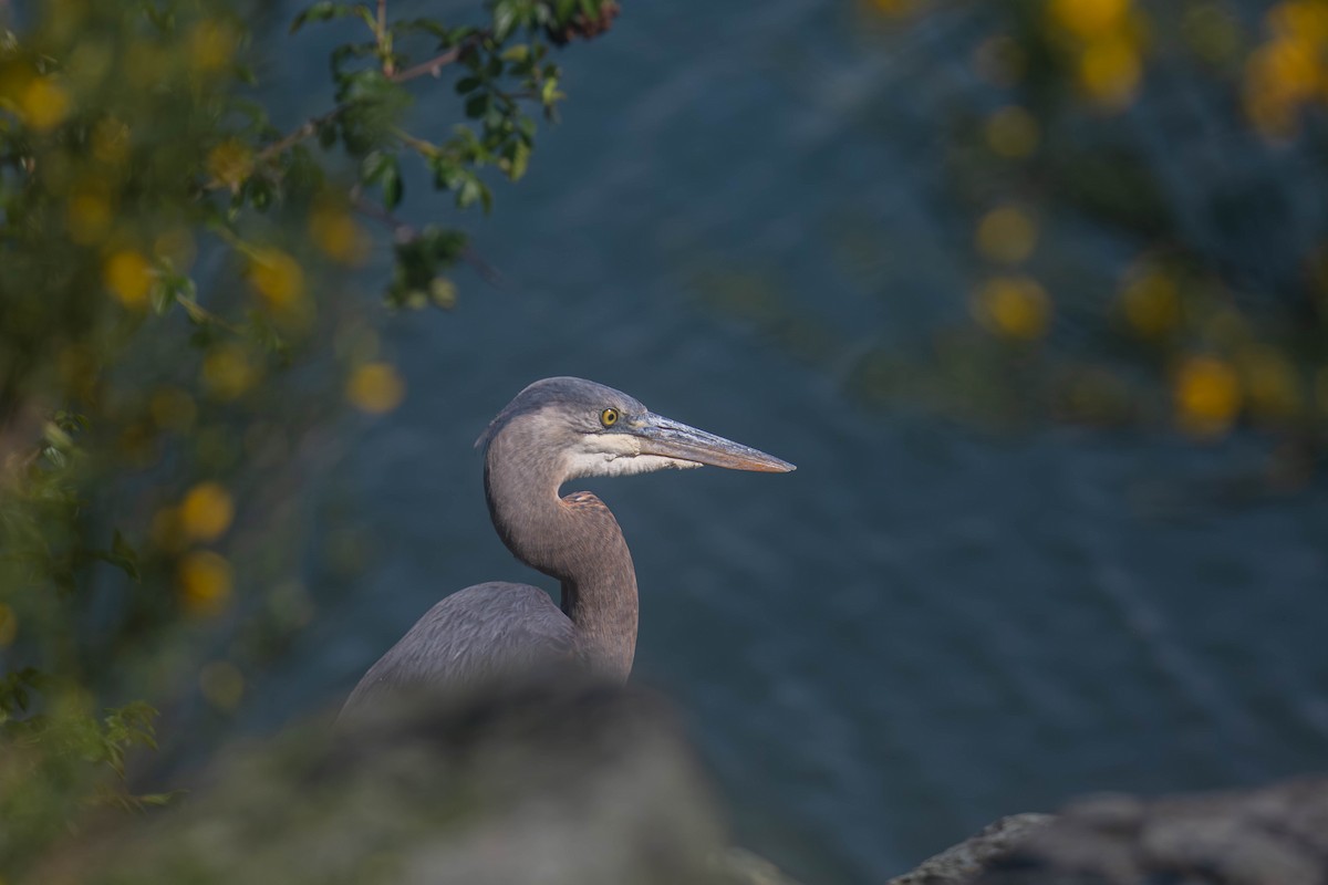 Great Blue Heron - ML656636550