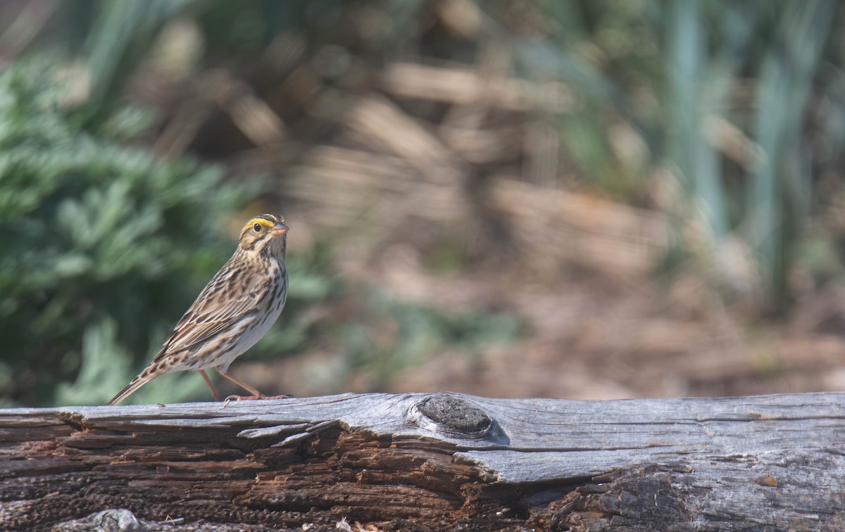Savannah Sparrow - ML656636560