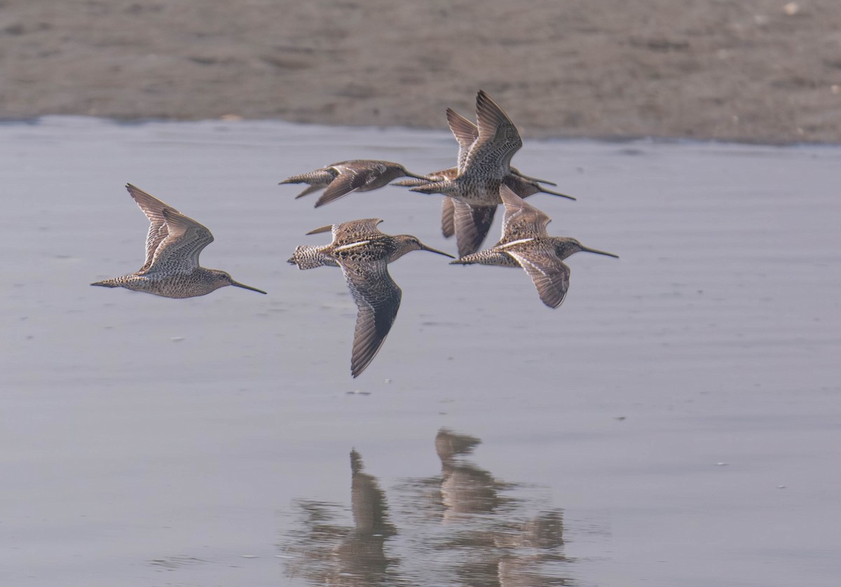 Long-billed Dowitcher - ML656636732