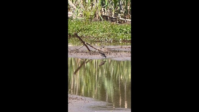 コシグロクサシギ - ML656636935