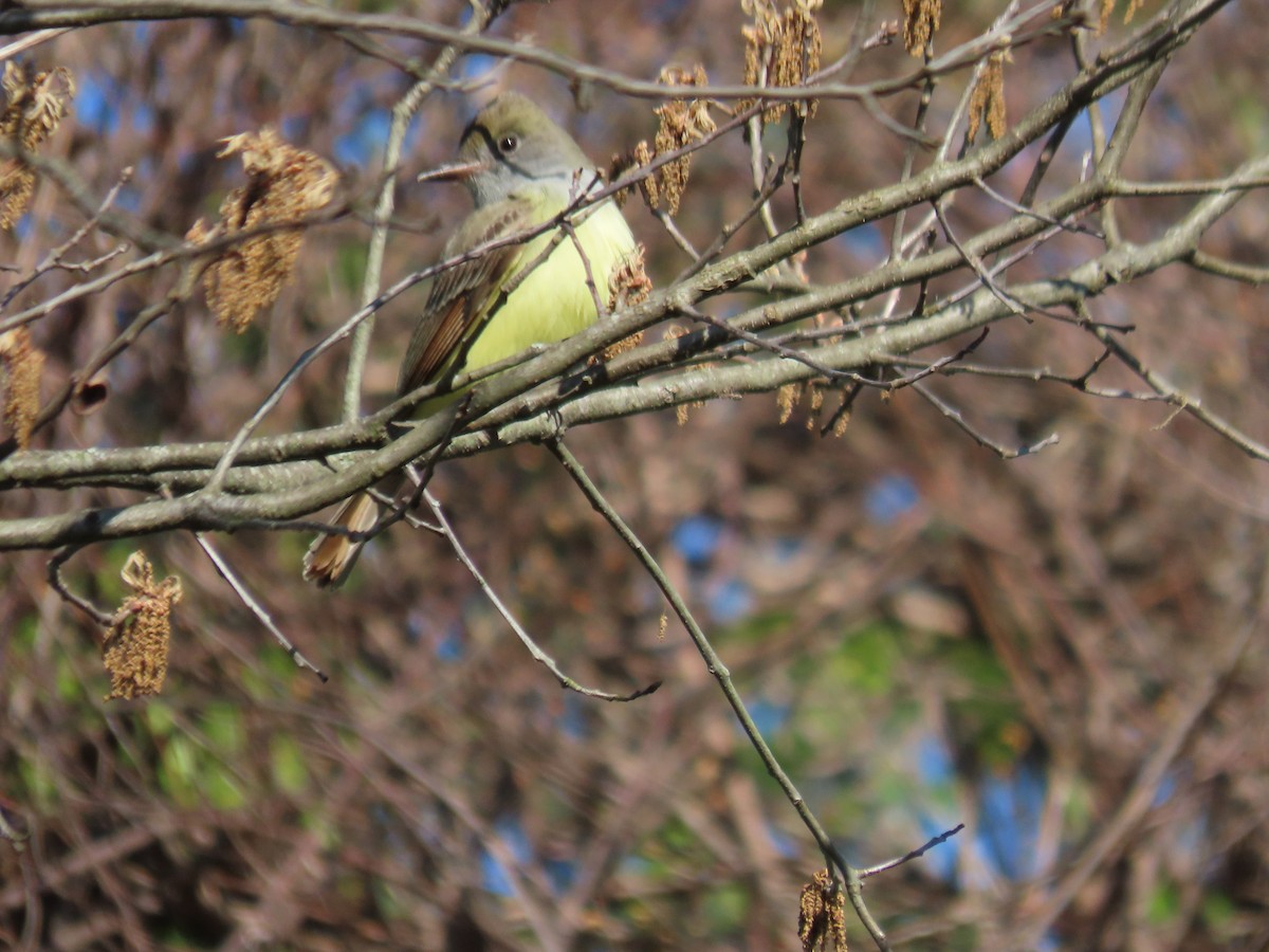 eBird Checklist - 3 May 2026 - Paulinskill River WMA / Hyper Humus IBA ...