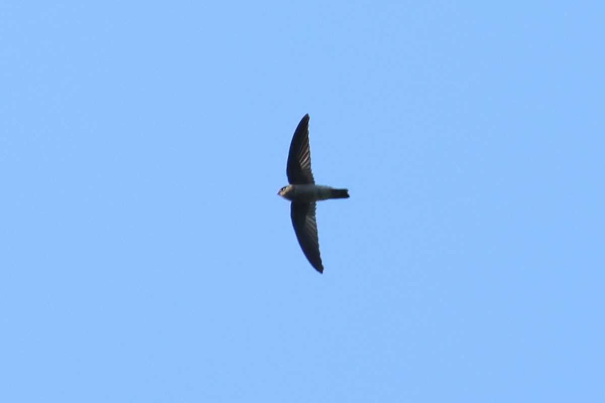tanımsız Aerodramus sp. - ML656639122