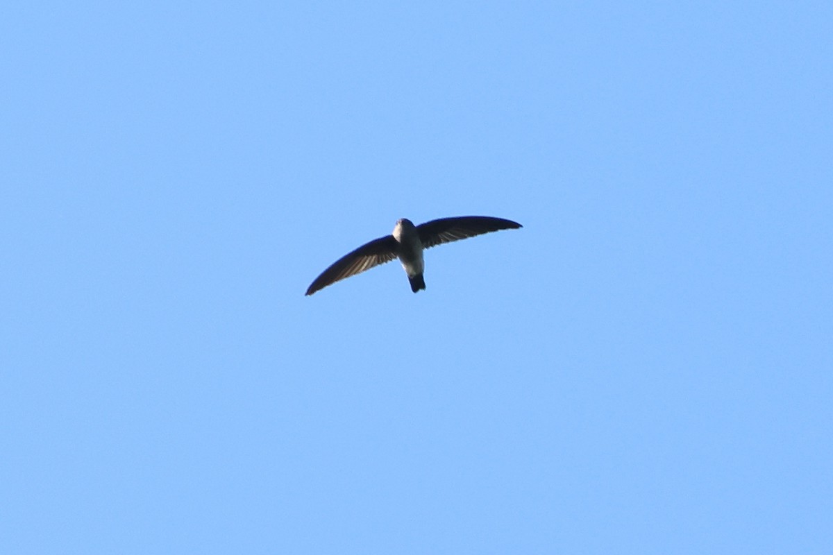 tanımsız Aerodramus sp. - ML656639123