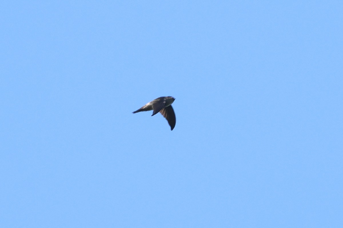 tanımsız Aerodramus sp. - ML656639124