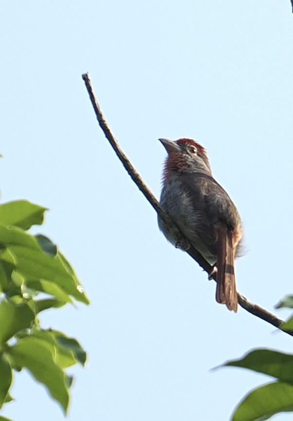 Yukatan Pirangası - ML656640845