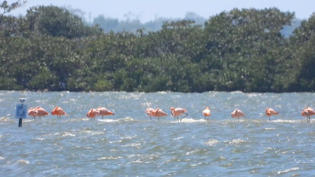 American Flamingo - ML656641077