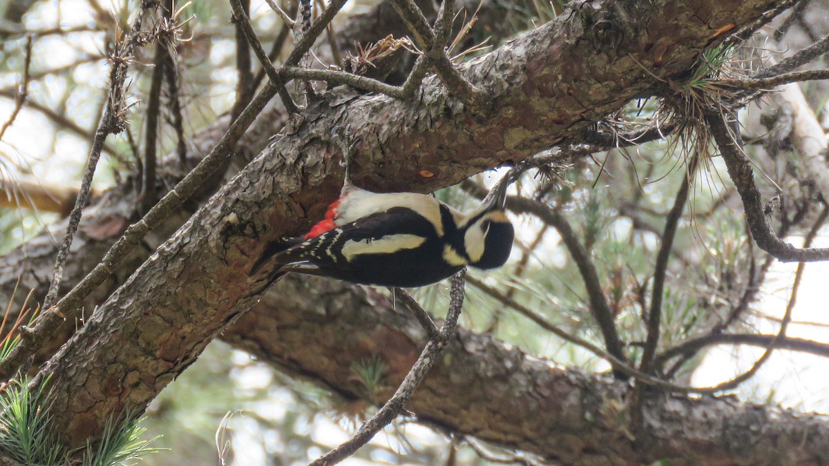 strakapoud velký (ssp. canariensis/thanneri) - ML656641440