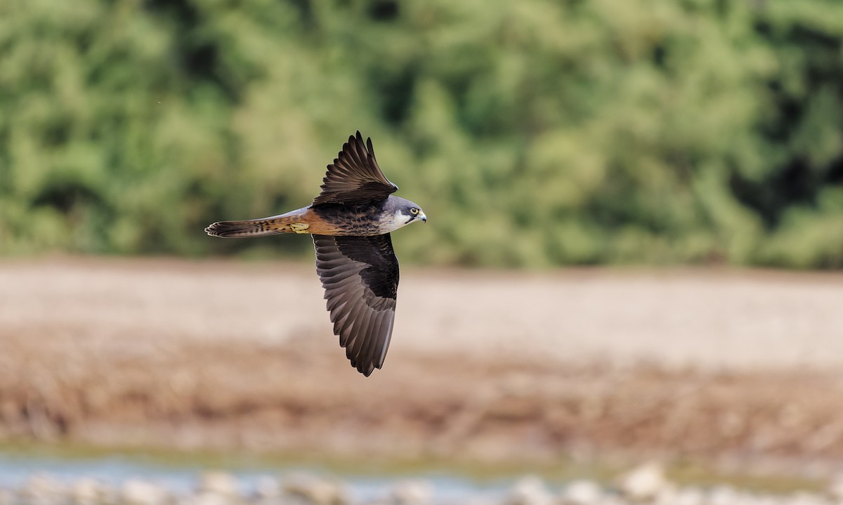 Eleonora's Falcon - ML656642278