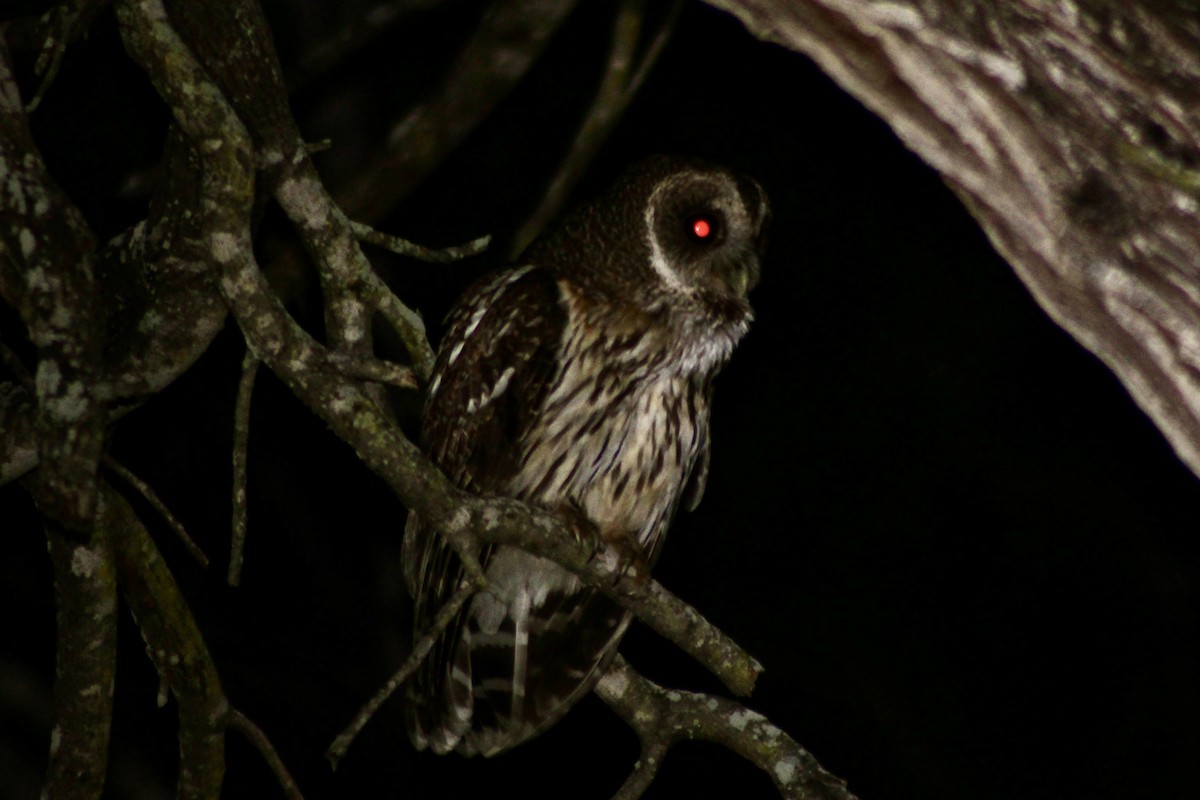 Mottled Owl - ML656643568