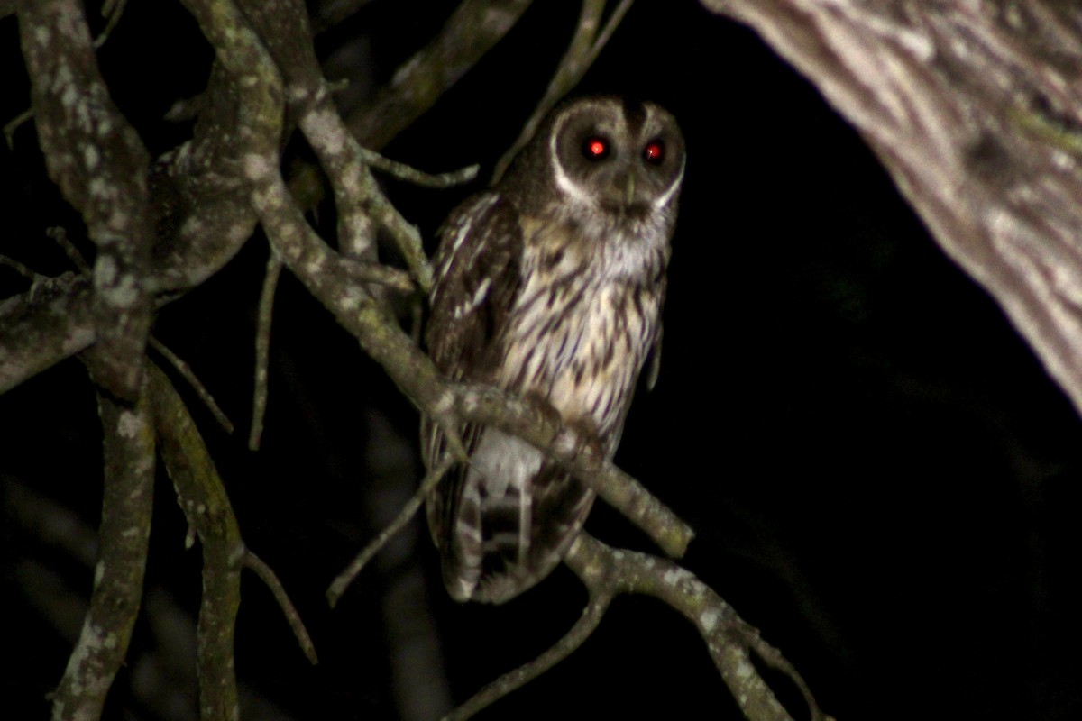 Mottled Owl - ML656643569