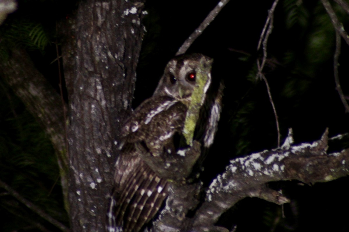 Mottled Owl - ML656643570