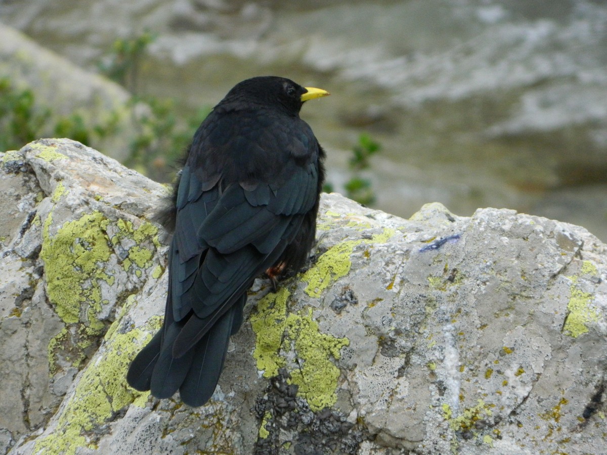 Yellow-billed Chough - Louis Imbeau