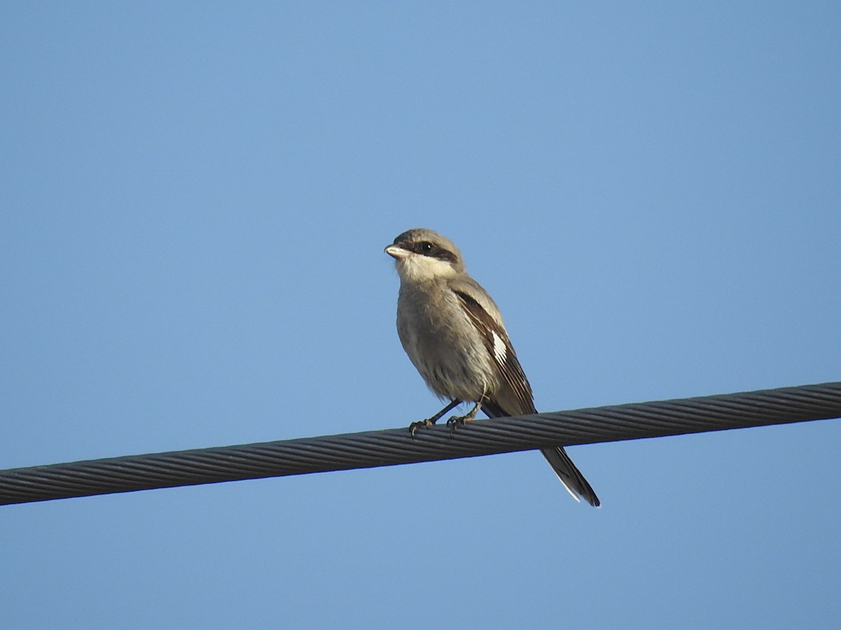 Loggerhead Shrike - ML65664411