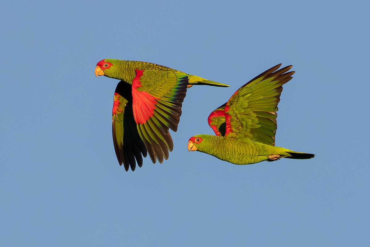 Red-spectacled Amazon - ML656644905