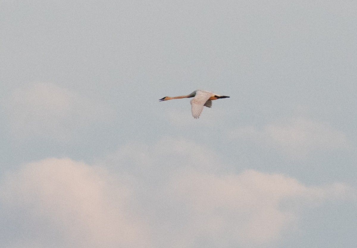 Trumpeter Swan - ML656645674