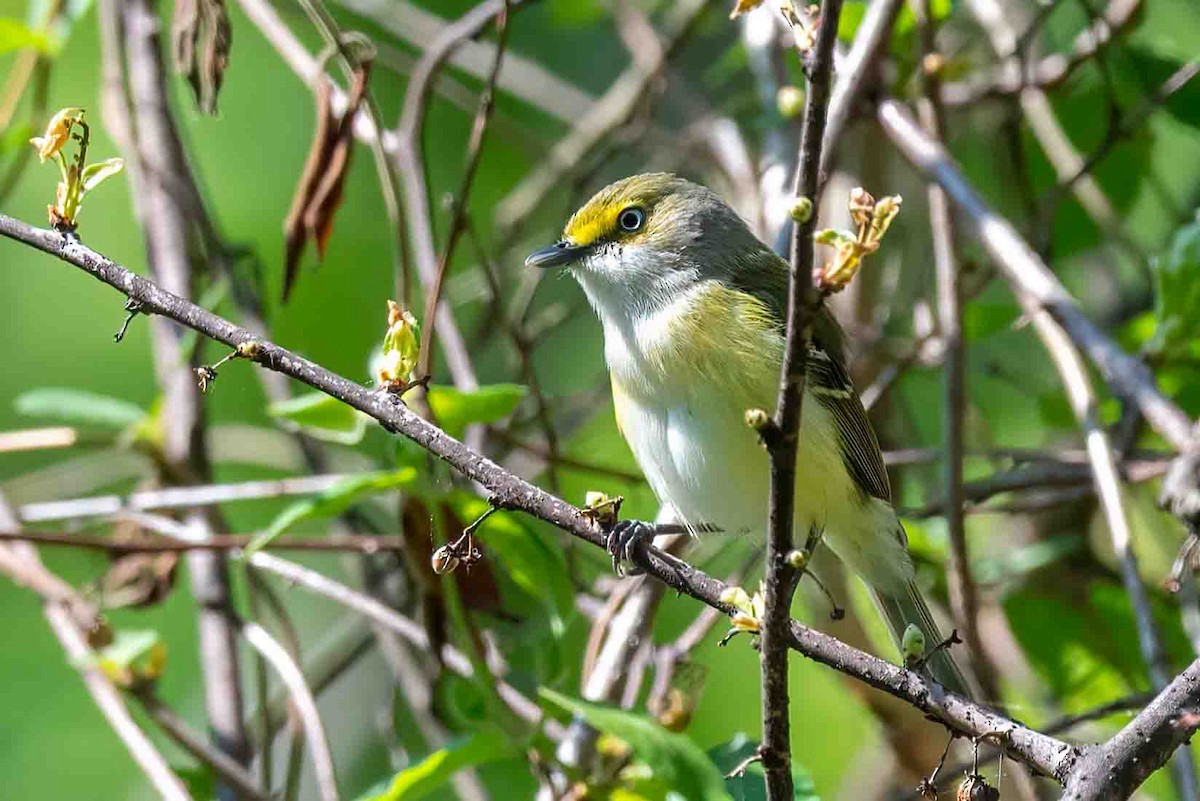 White-eyed Vireo - ML656646648