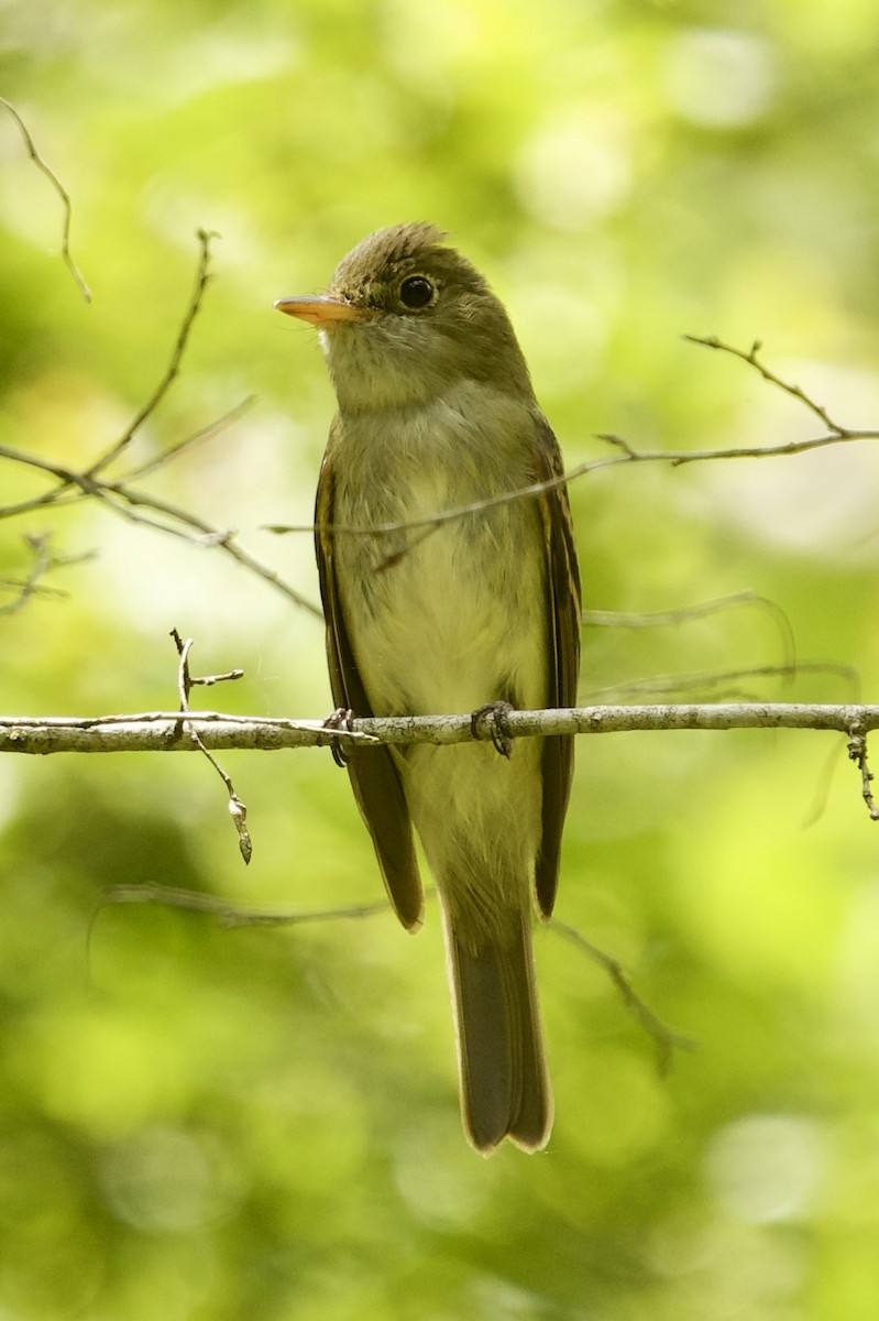 Acadian Flycatcher - ML656647786