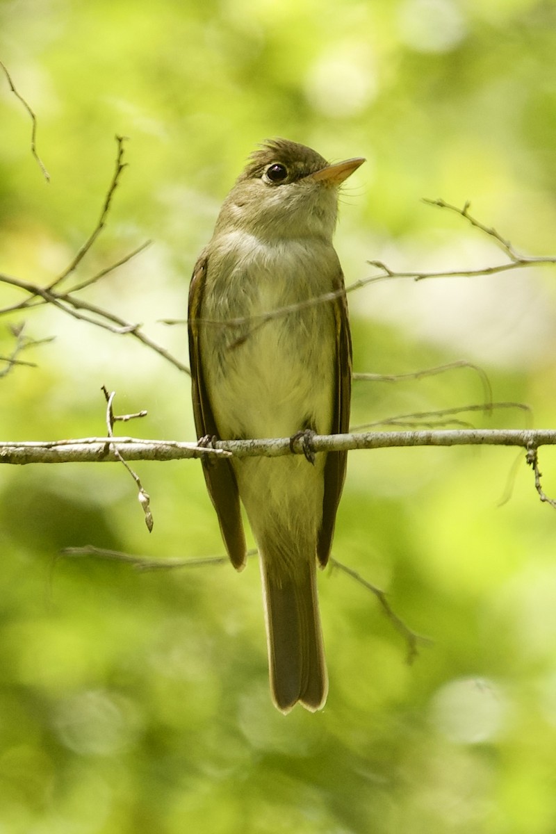 Acadian Flycatcher - ML656647787