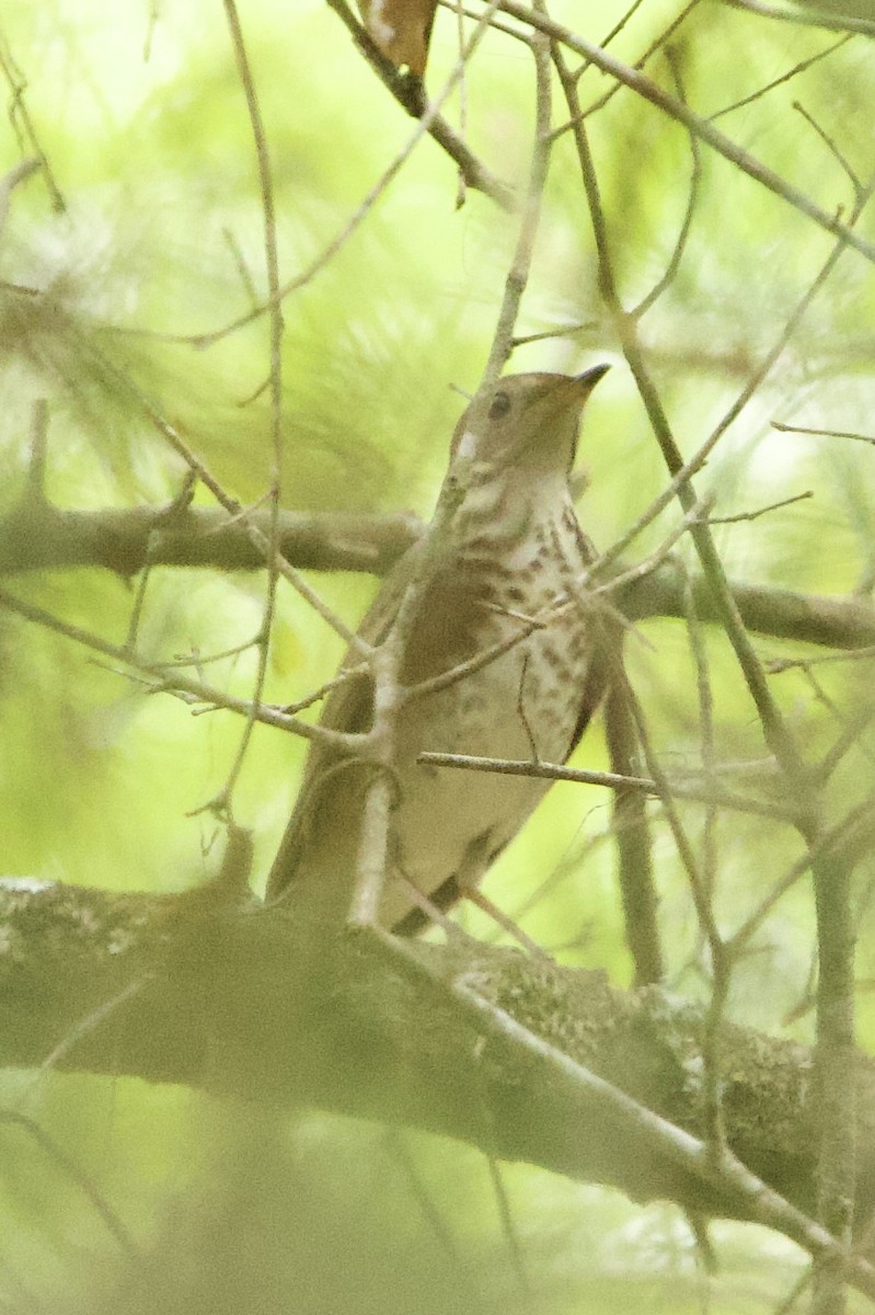 Gray-cheeked Thrush - ML656647821
