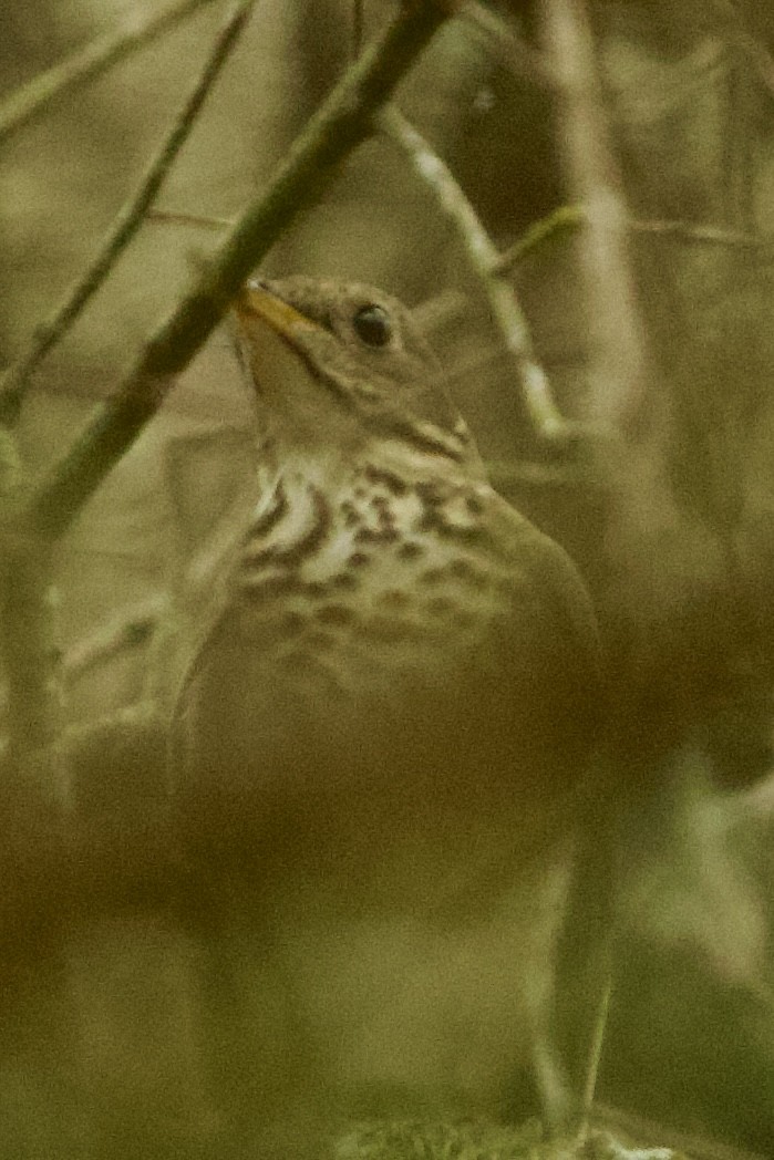 Gray-cheeked Thrush - ML656647822