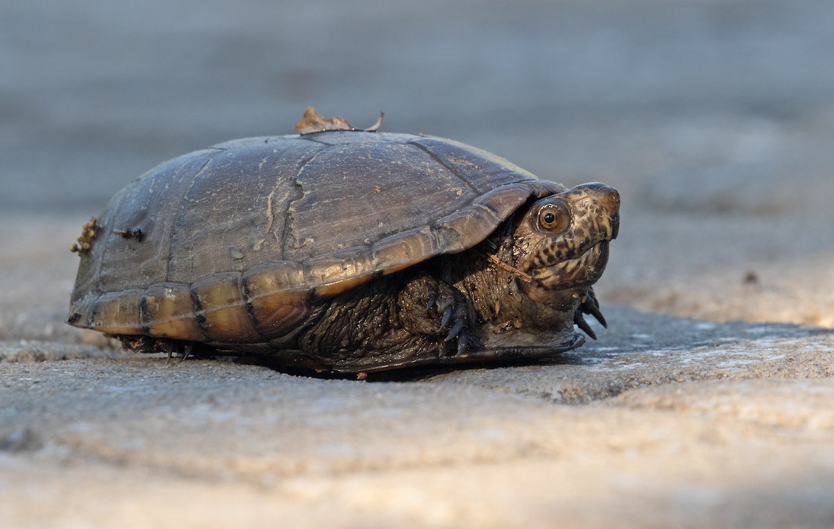 Eastern Mud Turtle - ML656647934
