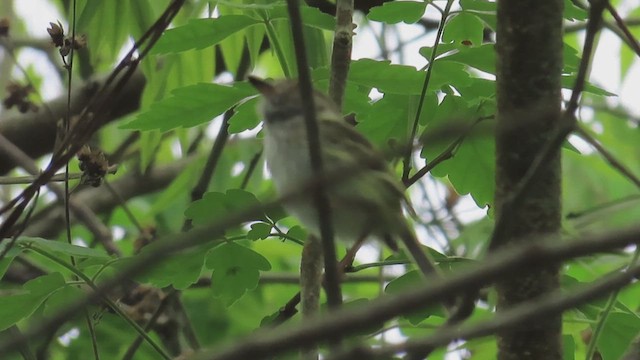 Mosquerito Ojiblanco - ML656648225