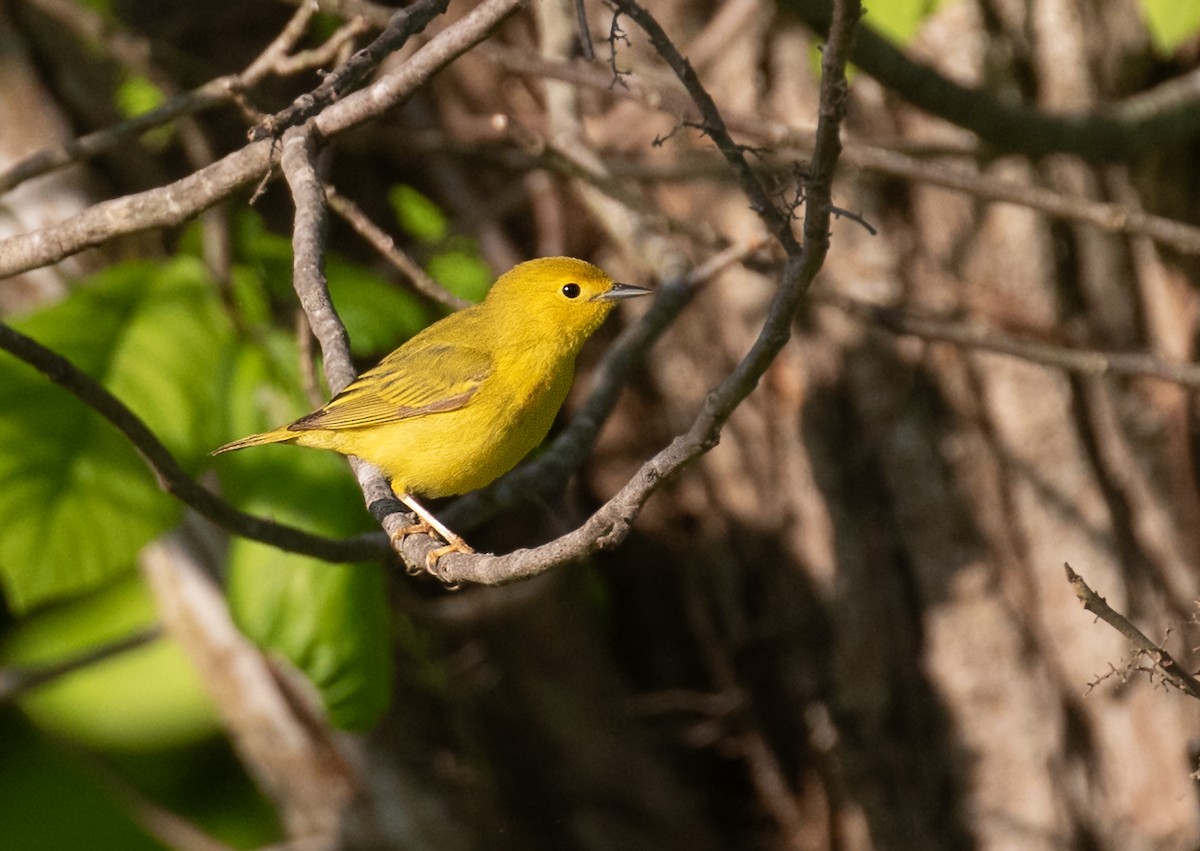 Northern Yellow Warbler - ML656648648