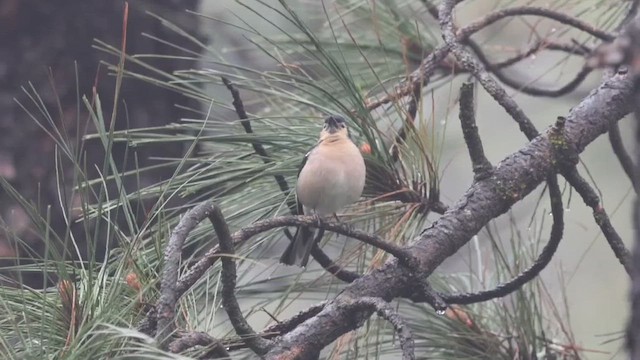 pěnkava pankanárská (ssp. canariensis/ombriosa) - ML656648737