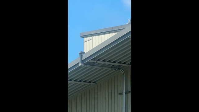 Cliff Swallow - ML656648858