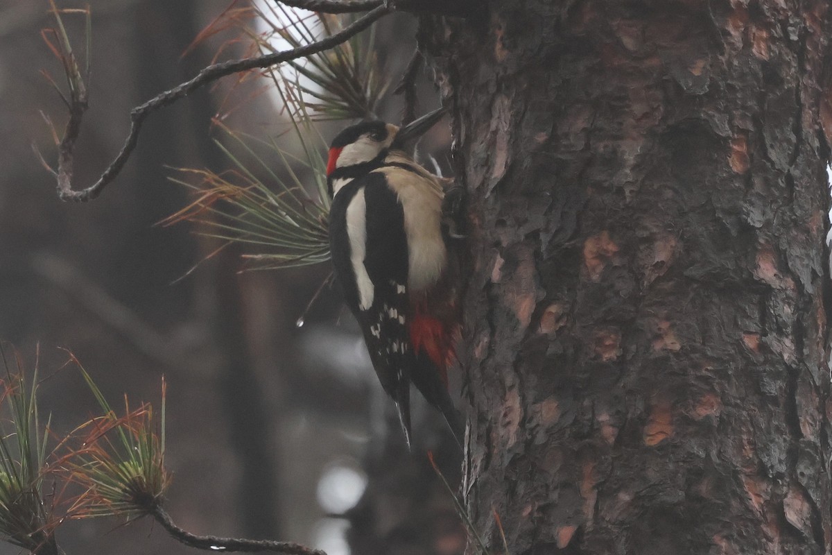 strakapoud velký (ssp. canariensis/thanneri) - ML656649534