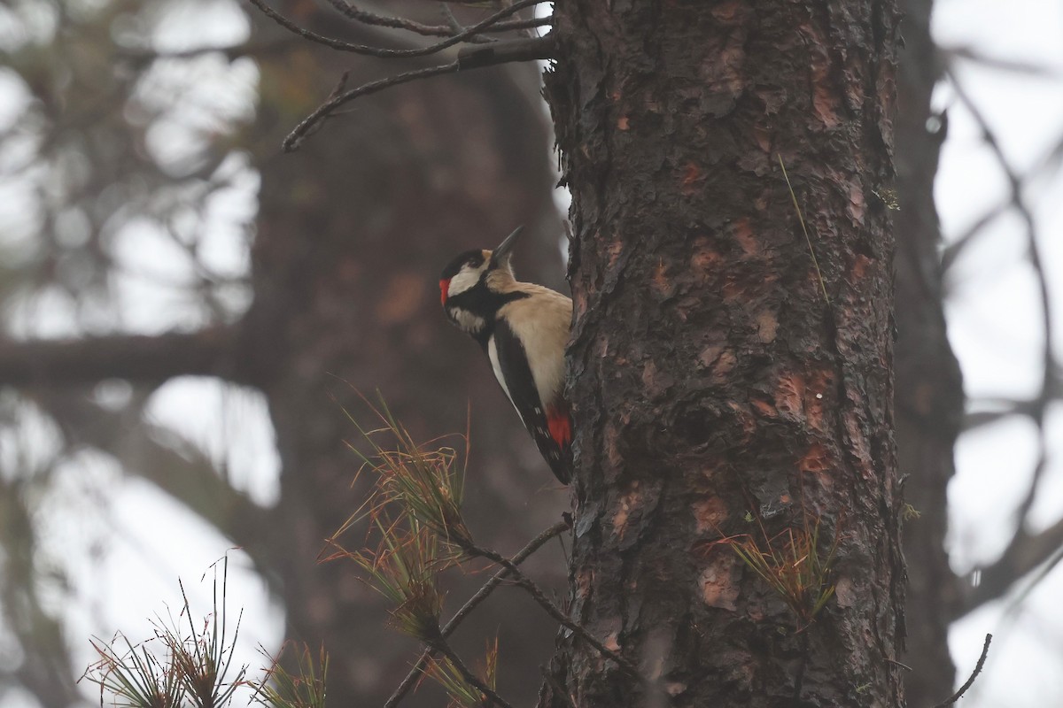 strakapoud velký (ssp. canariensis/thanneri) - ML656649535