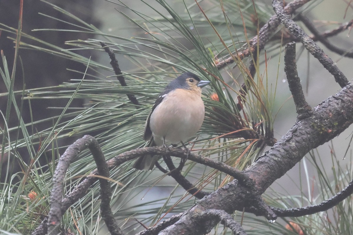 pěnkava pankanárská (ssp. canariensis/ombriosa) - ML656649819