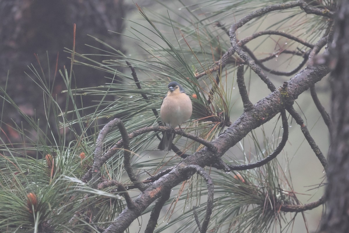 pěnkava pankanárská (ssp. canariensis/ombriosa) - ML656649820