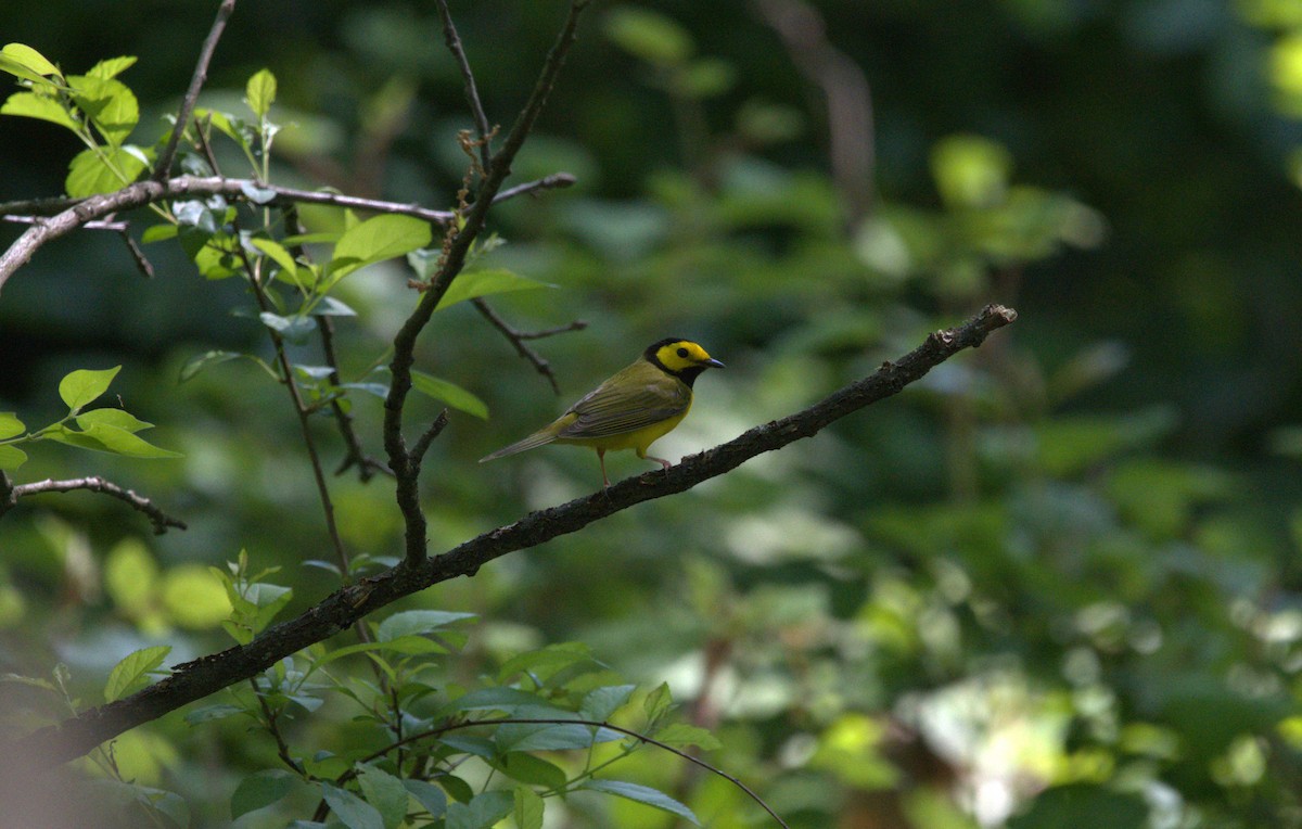 eBird Checklist - 5 May 2026 - Valley Forge NHP - 60 species