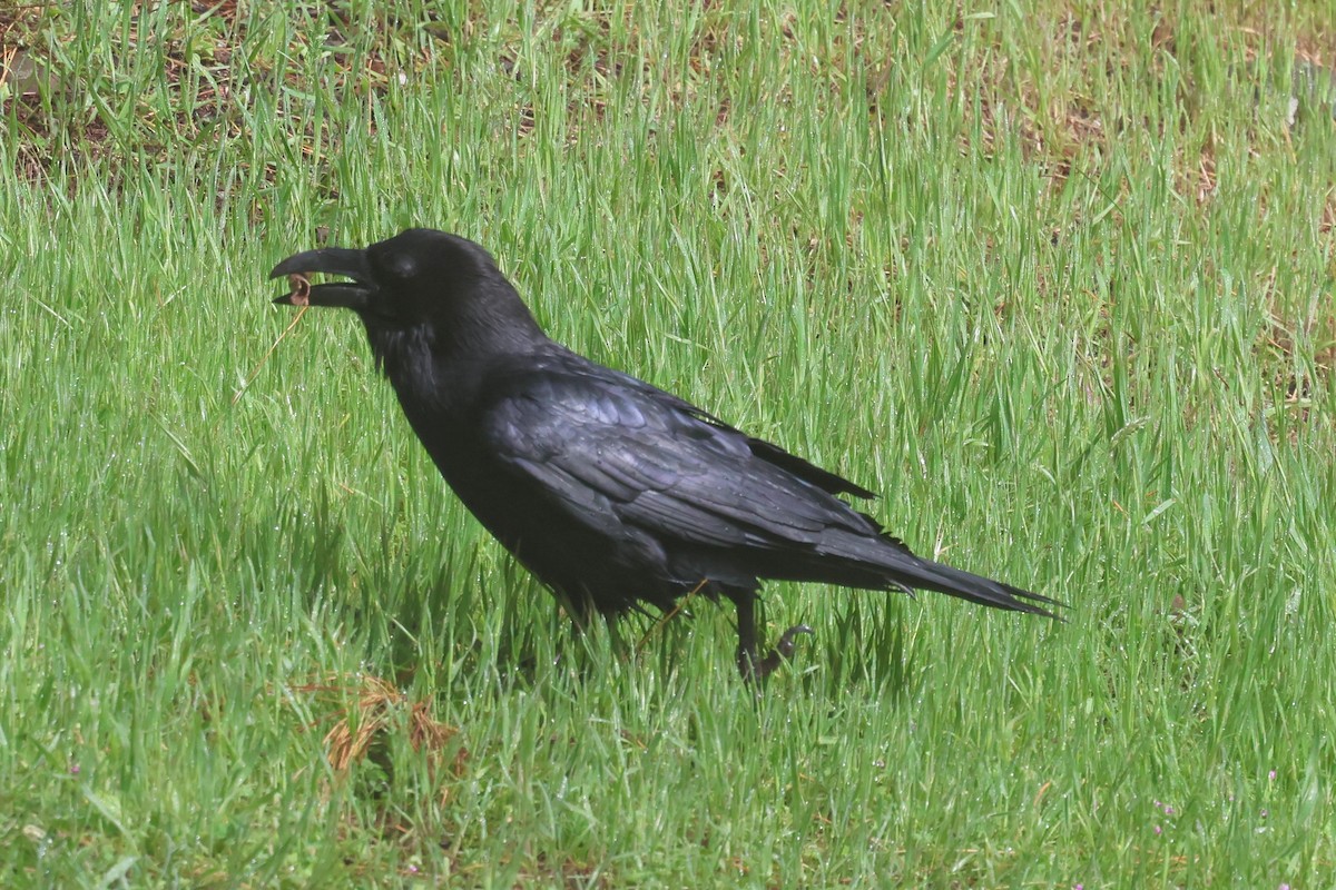 krkavec velký - ML656650371
