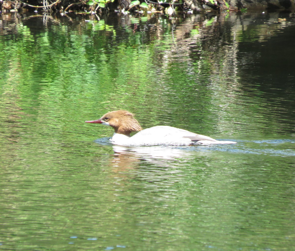 Gänsesäger - ML656651758