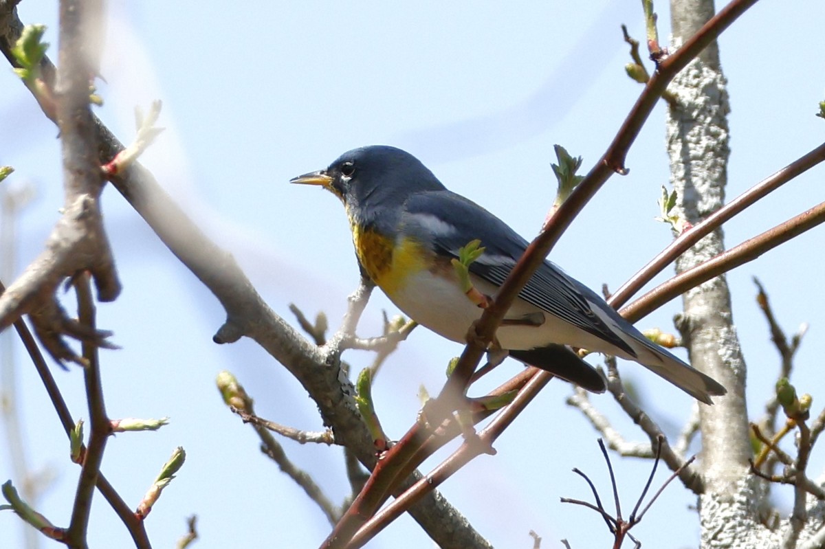 Meisenwaldsänger - ML656652390